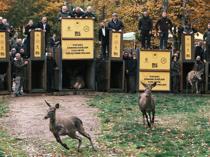 Endangered red deer bred in Istanbul as part of conservation drive