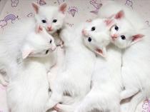 Protected Van cats give birth to 120 kittens this year