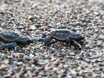 Nearly half million loggerhead turtle hatchlings reach sea in Antalya
