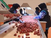 Frozen produce sector aims for $200 mln in exports in 2026