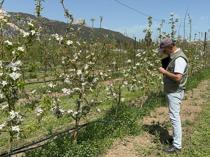 Researchers in Isparta breed cold-resistant apples to protect yields