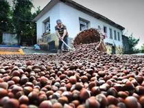 Hazelnut sales generate over $2.2 billion in 2025