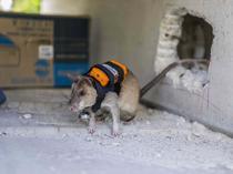 Backpack-wearing rats to search for survivors beneath rubble in Türkiye