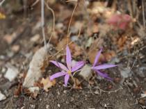 Ancient cities in Antalya showcase rare endemic plants to visitors