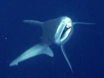 Industrial divers free shark entangled in fishing gear off Antalya