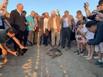 Sea turtle conservation efforts bear fruit at key nesting beach in Muğla