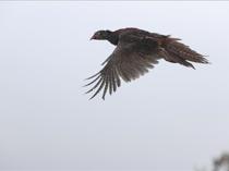 Wildlife authority returns 11,000 rehabilitated animals to nature in 2025