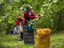 Turkish hazelnuts reach 122 markets in 2025