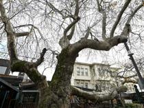 Istanbul’s monumental trees stand through centuries