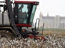 Weather disruptions weigh on cotton as hazelnuts benefit