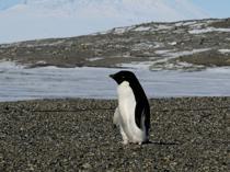 Antarctic penguin breeding is heating up sooner