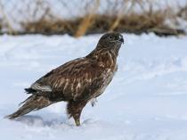 Van center treats wild animals struggling to survive harsh winter