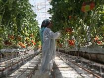 Country ranks fourth globally in greenhouse production