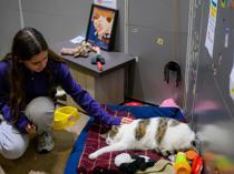 Istanbul’s enduring love affair with cats