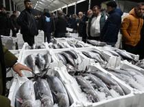 Rare fish species torik returns to Marmara Sea after 40 years