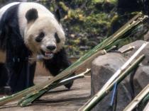 The last 2 pandas in Japan leave for China as ties are strained