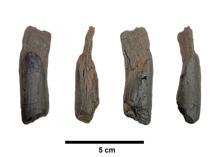 Scientists recover the oldest wooden tools from a site in Greece
