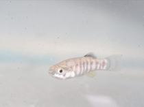 Endangered fish under protection at Istanbul Aquarium