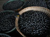 Brazil declares acai a national fruit to ward off biopiracy