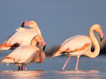Flamingos draw attention after landing in Kastamonu stream