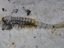 Extraordinary trove of ancient species found in China quarry