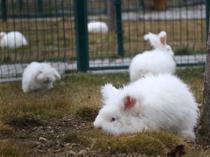 Ankara rabbit breed revived in its homeland