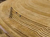 Türkiye expects record wheat production amid recent rainfall