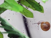 UK zoo says tiny snail back from brink of extinction