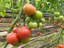 Russia moves to hike Turkish tomato import quota, report says