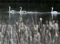 Exhausted swans monitored by conservation teams