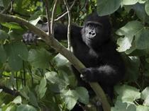 Türkiye thwarts massive wildlife smuggling attempts at border crossings