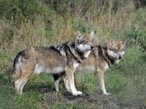 France to loosen rules on shooting wolves