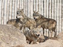 Roadkill wolf may provide key tissue for Türkiye’s genetic mapping project