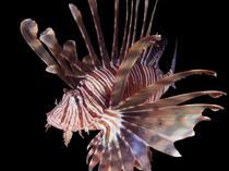 Türkiye to establish invasive alien species list, monitoring system