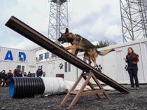 Istanbul trains household dogs for disaster search and rescue