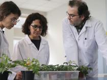 Turkish scientists grow tomatoes in simulated moon, Mars soil