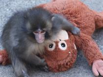 Rights group slams treatment of viral Japanese monkey
