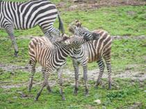 Zebra population at Bursa Zoo rises to 11