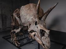 Triceratops skeleton heads to auction