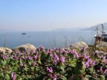 Ethnobotanical heritage around Lake Sapanca documented