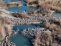 Storks and pelicans stop in Mersin as spring arrives