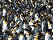 King penguins temporarily benefit from warming world