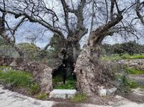 Hiker discovers massive plane tree believed to be 2,000 years old