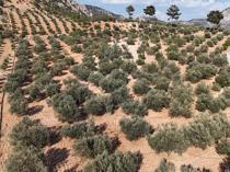 Türkiye maps climate adaptation strategy for olives as drought pressures mount