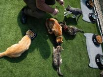 Turkish parliament turns cat-friendly sanctuary