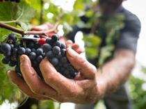 600-year-old pinot noir grape found in medieval French toilet