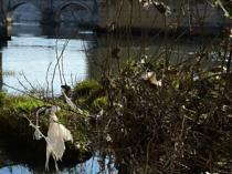 EU urged to broadly restrict forever chemicals