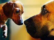 Oldest dog DNA suggests 16,000 years of human companionship