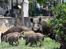 Türkiye to allow controlled hunting of non-protected wild animals in risk situations