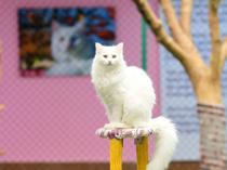 Van cat research center welcomes first litters of 2026